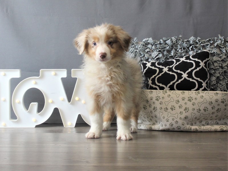 Australian Shepherd