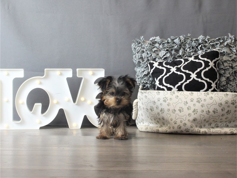 Yorkshire Terrier