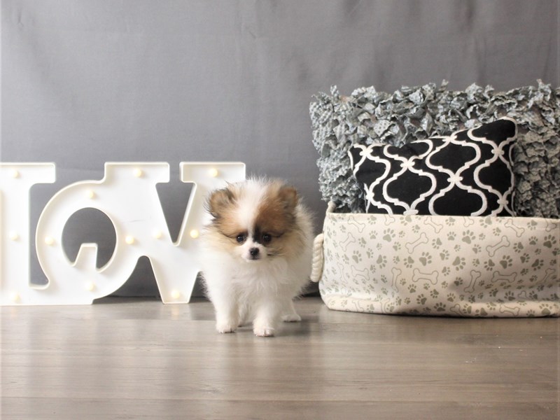 Pomeranian