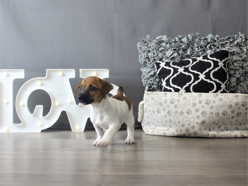 Jack Russell Terrier