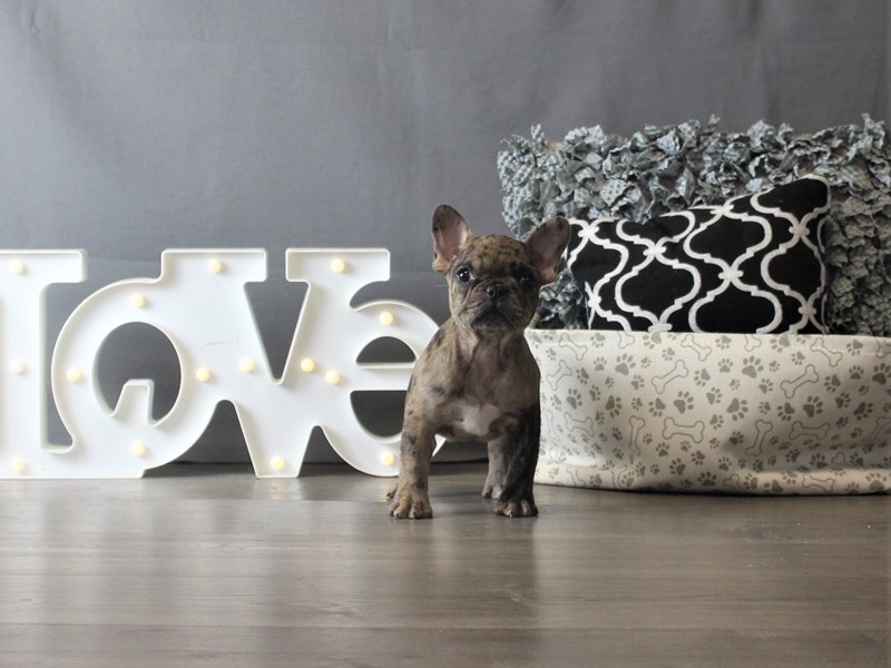 French Bulldog