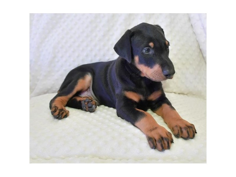 Doberman Pinscher