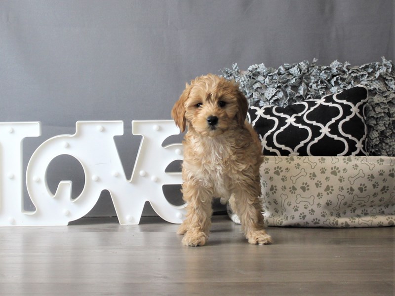 Goldendoodle Mini 2nd Gen