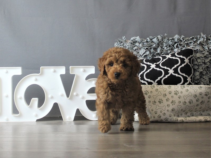 Goldendoodle Mini 2nd Gen