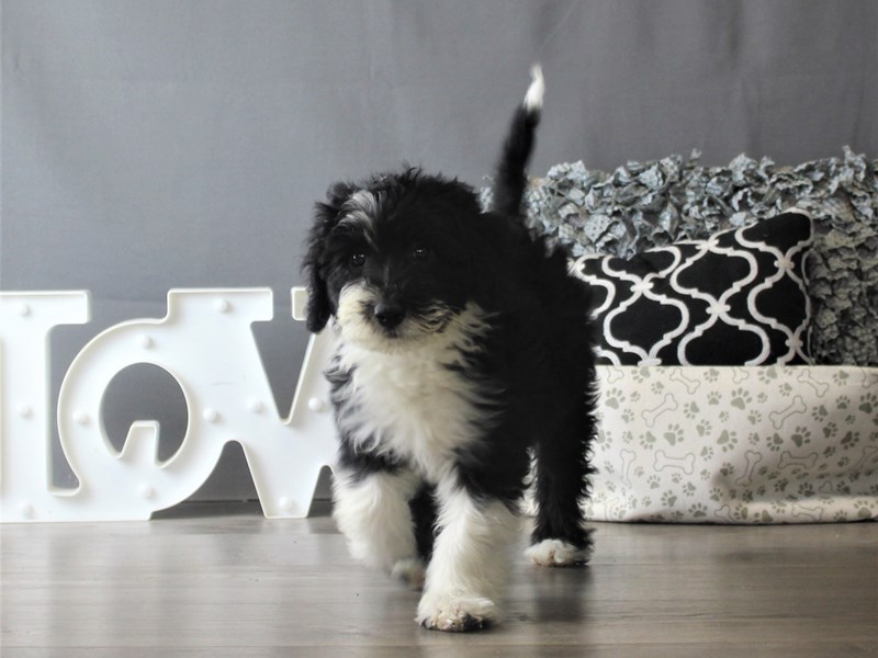 Mini Sheepadoodle