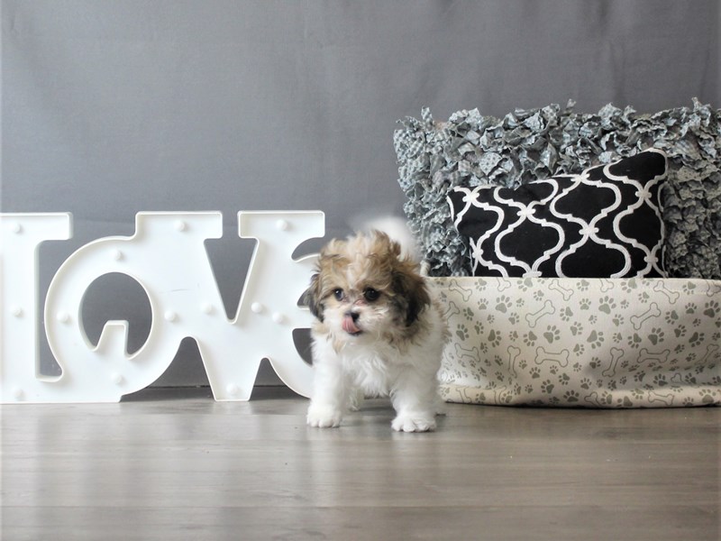 Shih Tzu/Bichon Frise