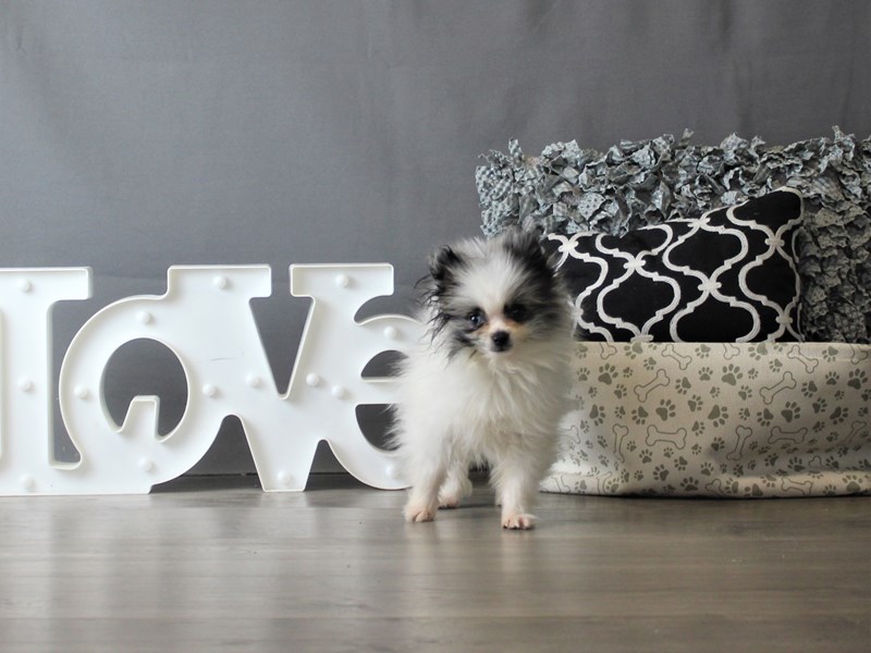 Pomeranian