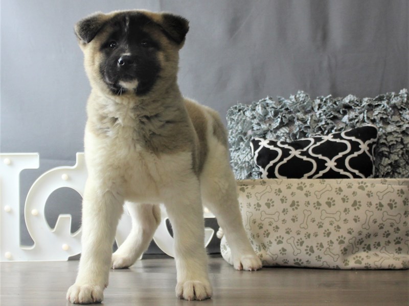 Akita