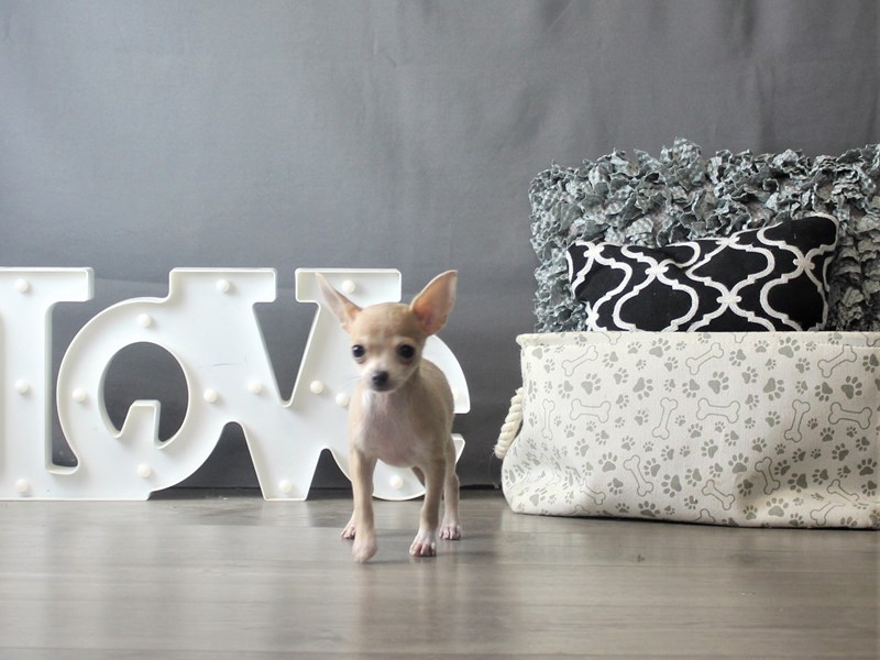 Chihuahua