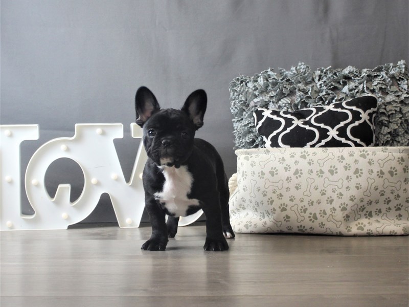 French Bulldog