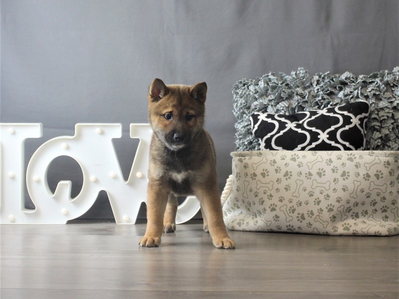 Shiba Inu