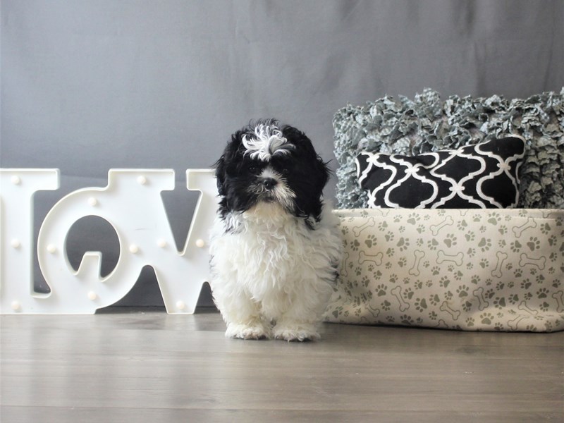 Shih Tzu
