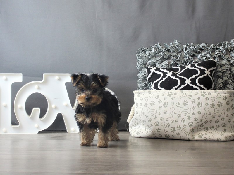 Yorkshire Terrier