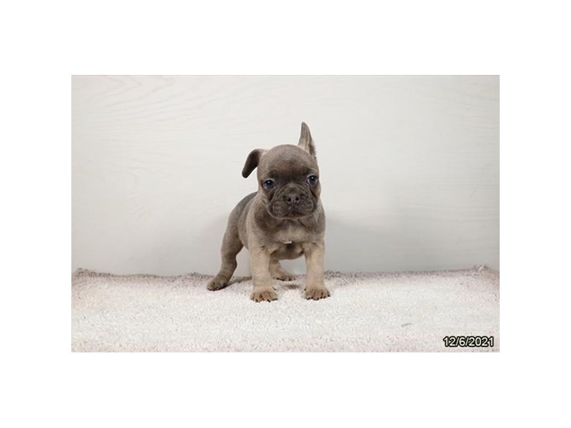 French Bulldog