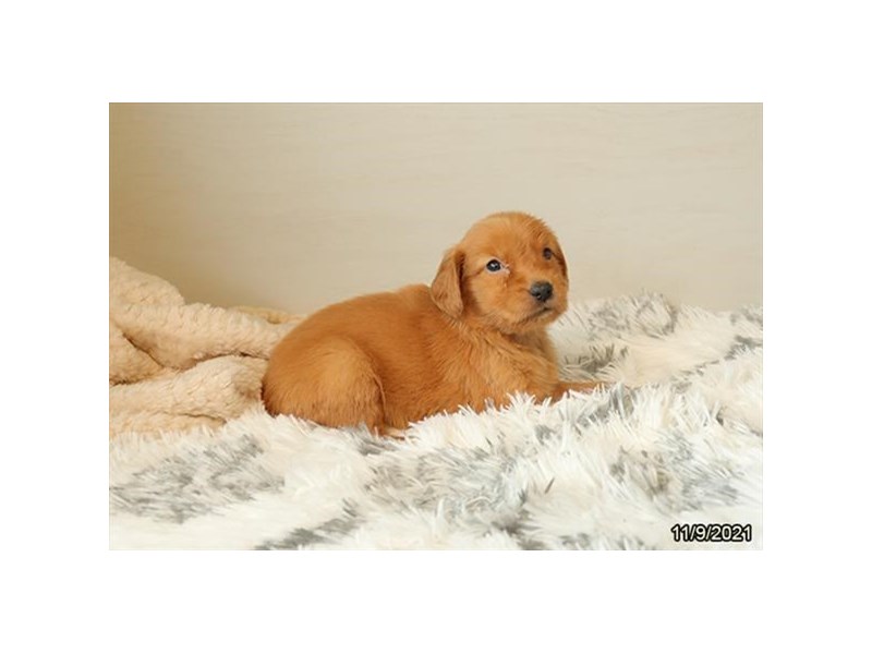 Golden Retriever