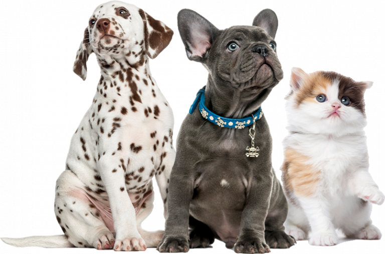 Petland Columbus, Ohio Buy Pets, Puppies for Adoption & Supplies