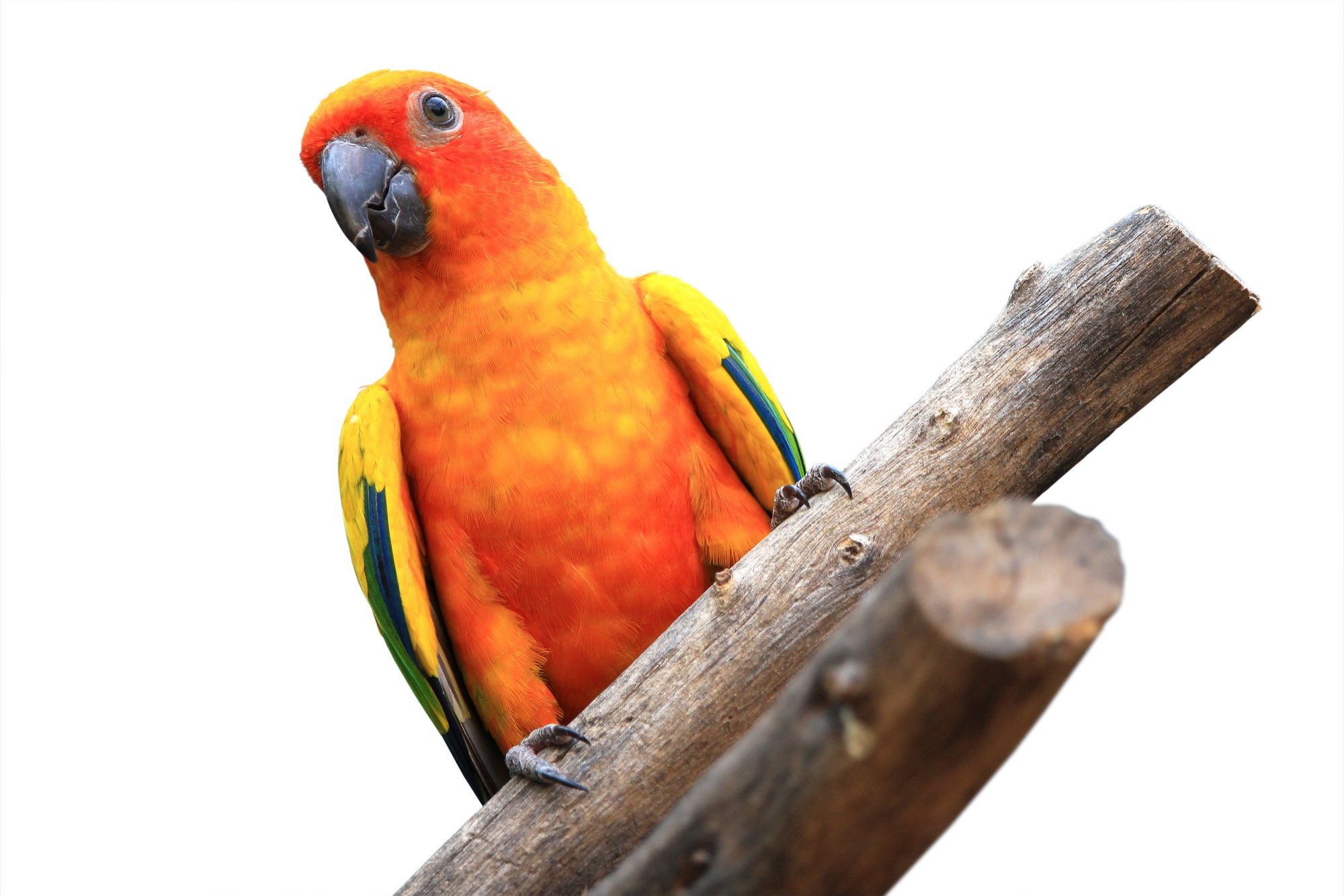 Birds for Sale