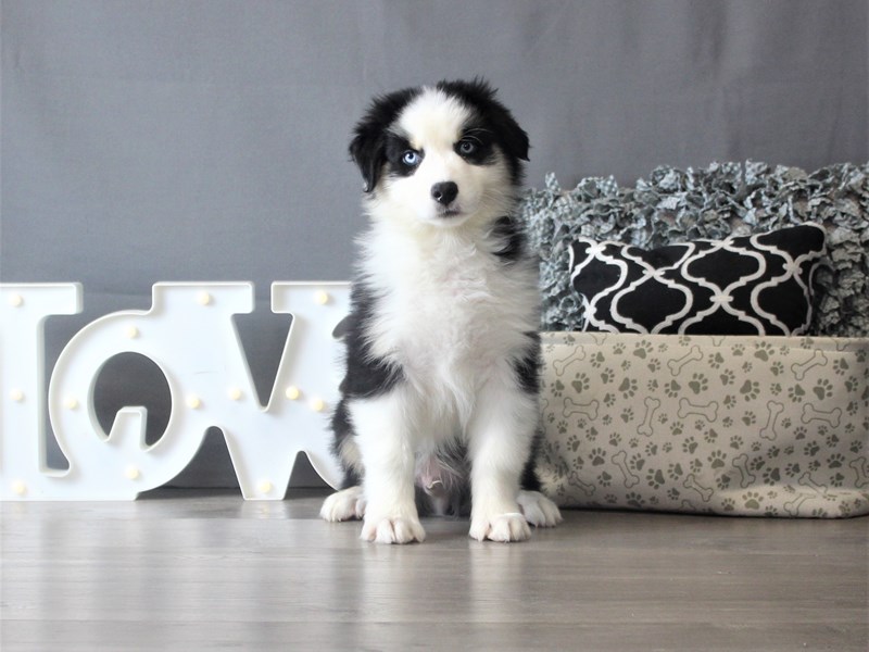 Australian Shepherd