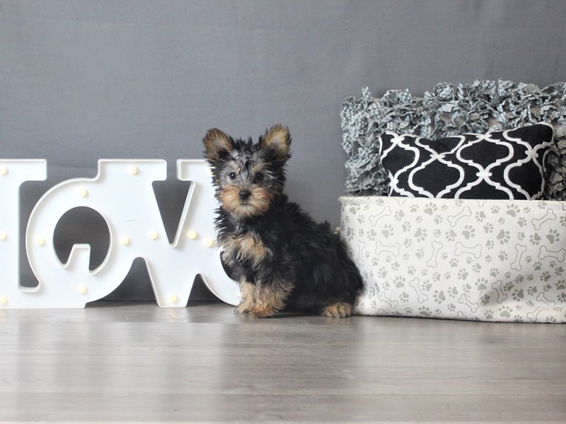 Silky Terrier