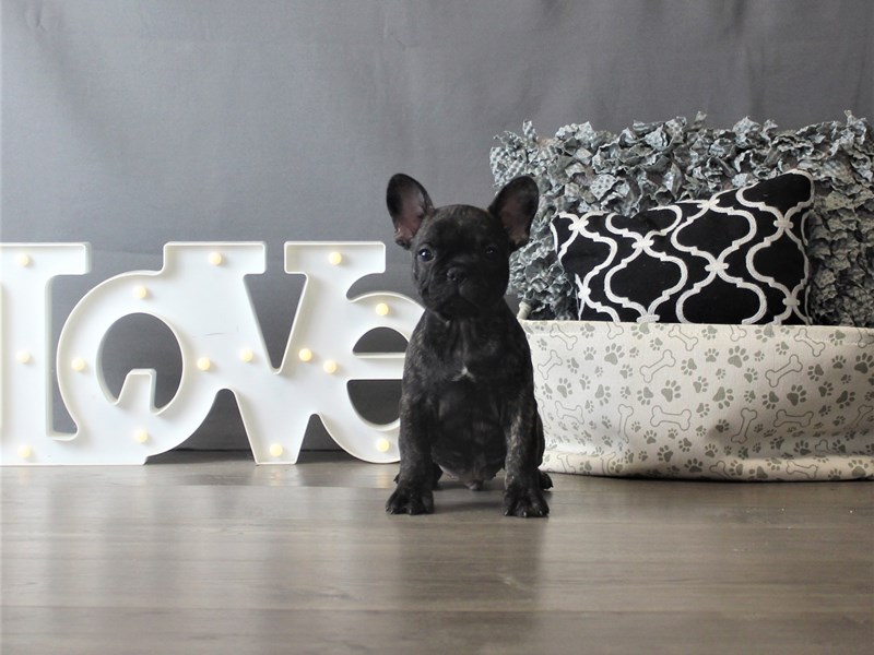 French Bulldog