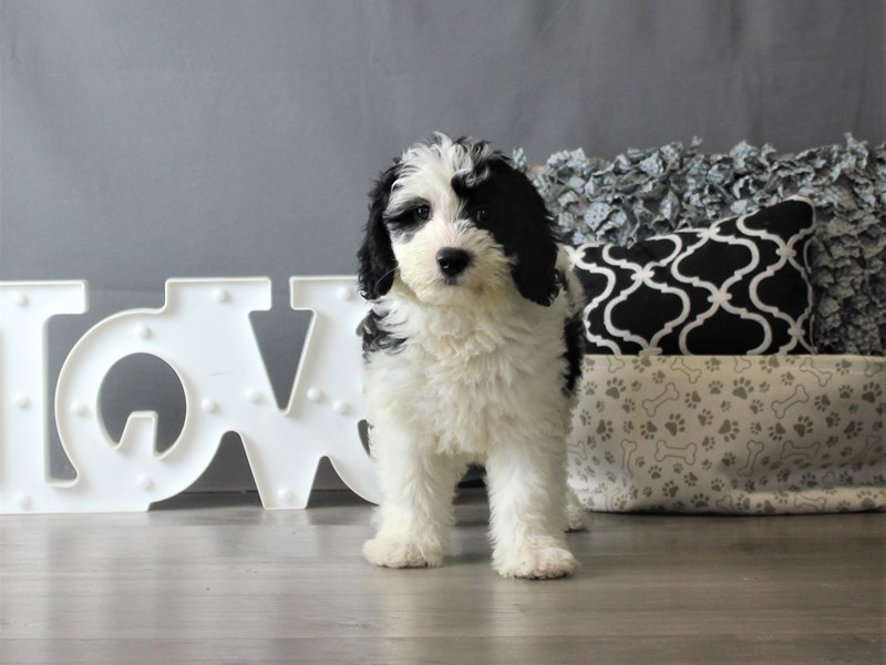 Mini Sheepadoodle