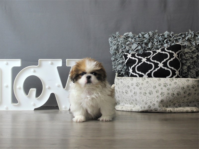 Pekingese