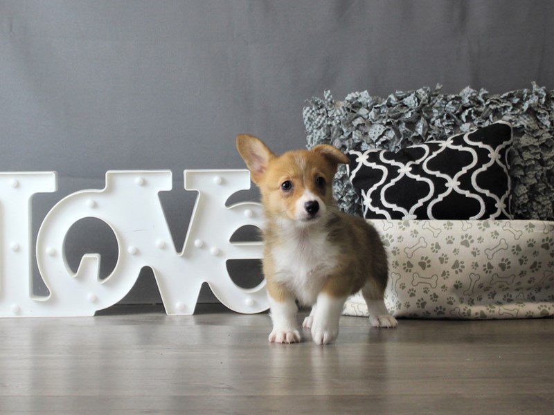 Pembroke Welsh Corgi