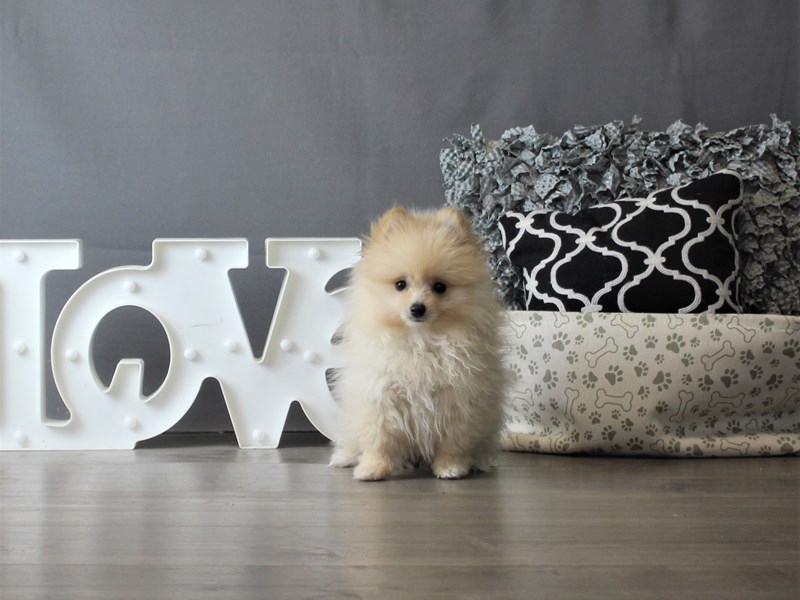 Pomeranian
