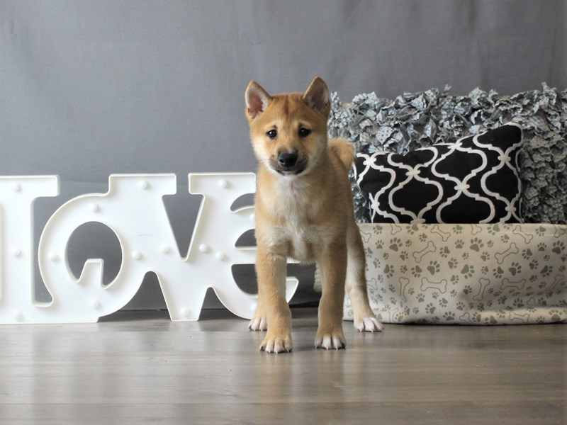 Shiba Inu
