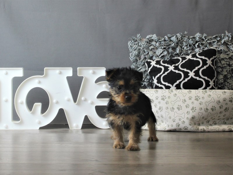 Silky Terrier