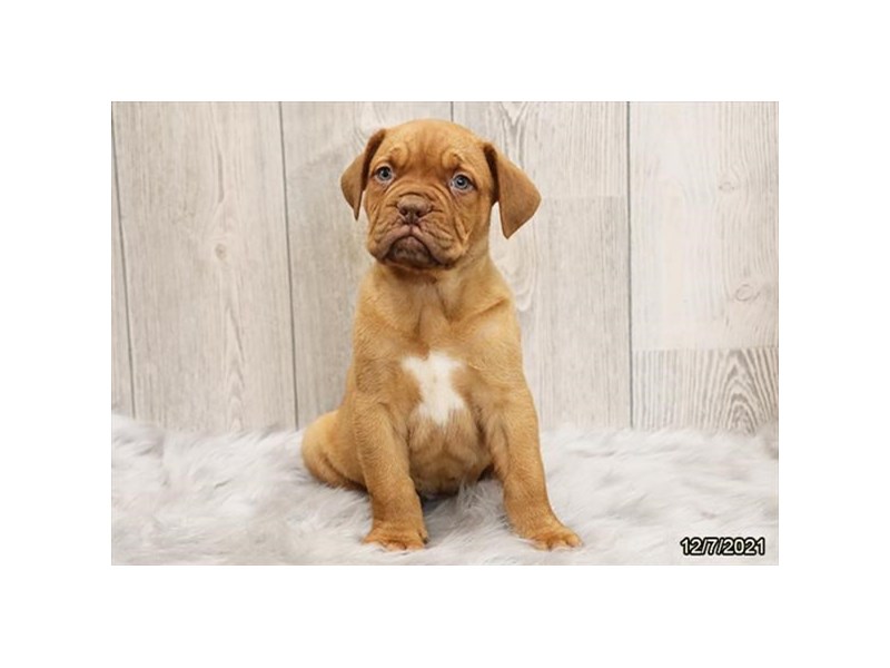 Dogue De Bordeaux