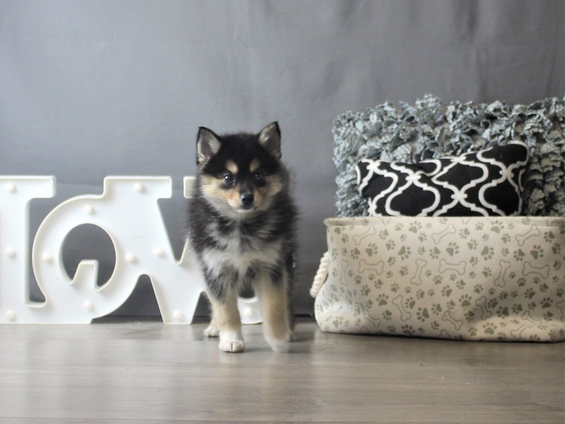 Pomsky
