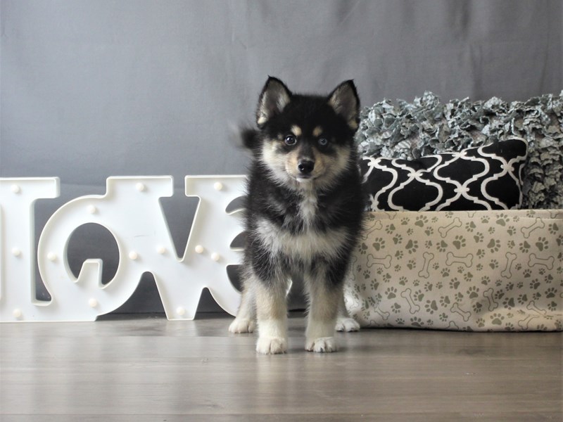 Pomsky