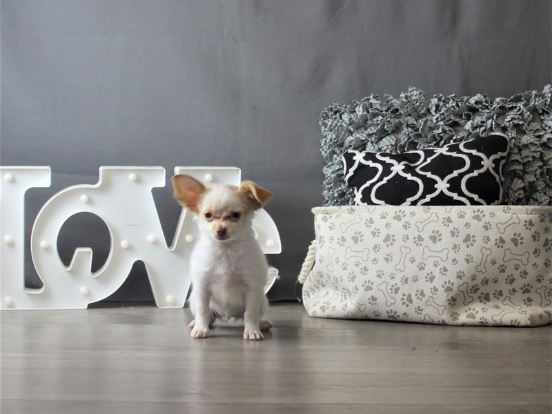 Chihuahua