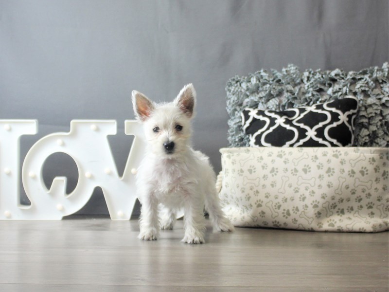 West Highland White Terrier