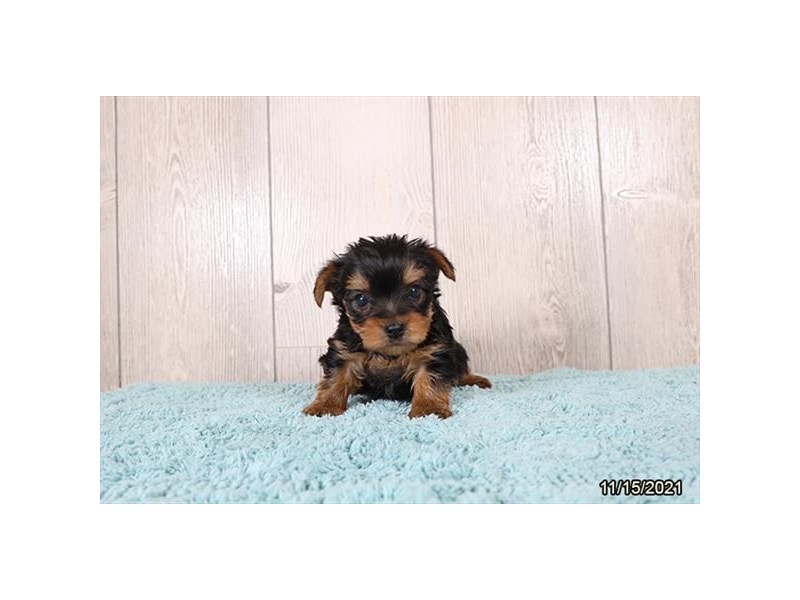 Yorkshire Terrier