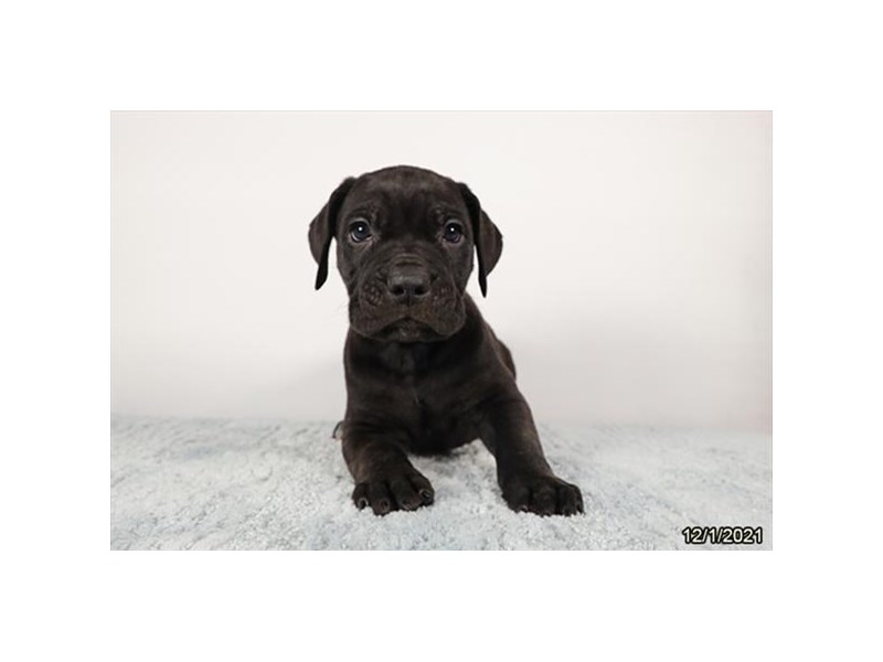 Cane Corso