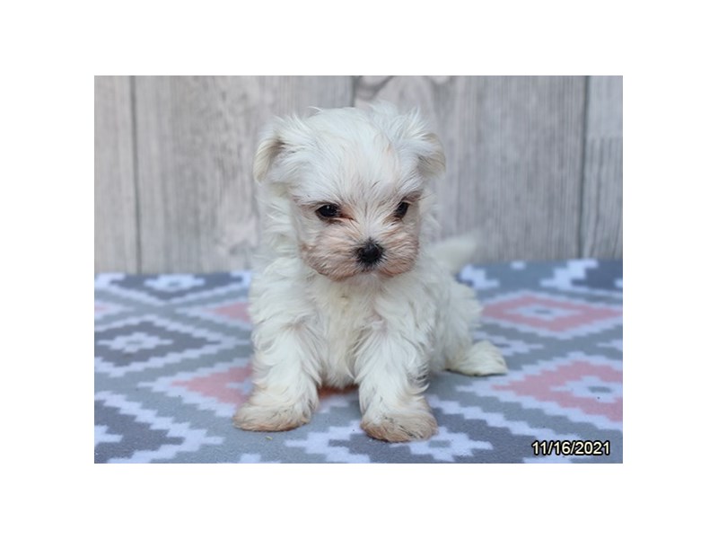 Maltese