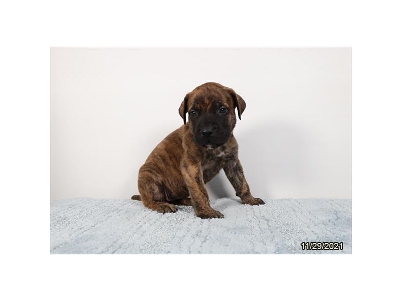 Mastiff
