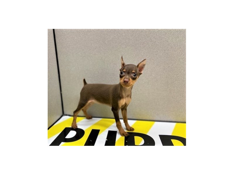 Miniature Pinscher