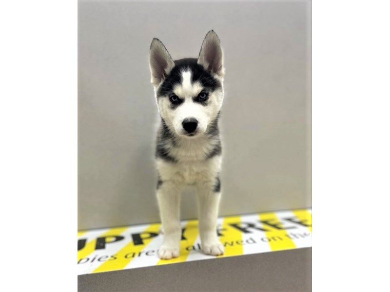 Siberian Husky