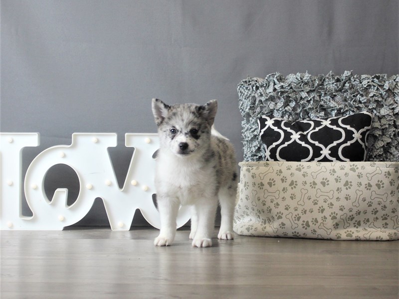 Shiba Pom