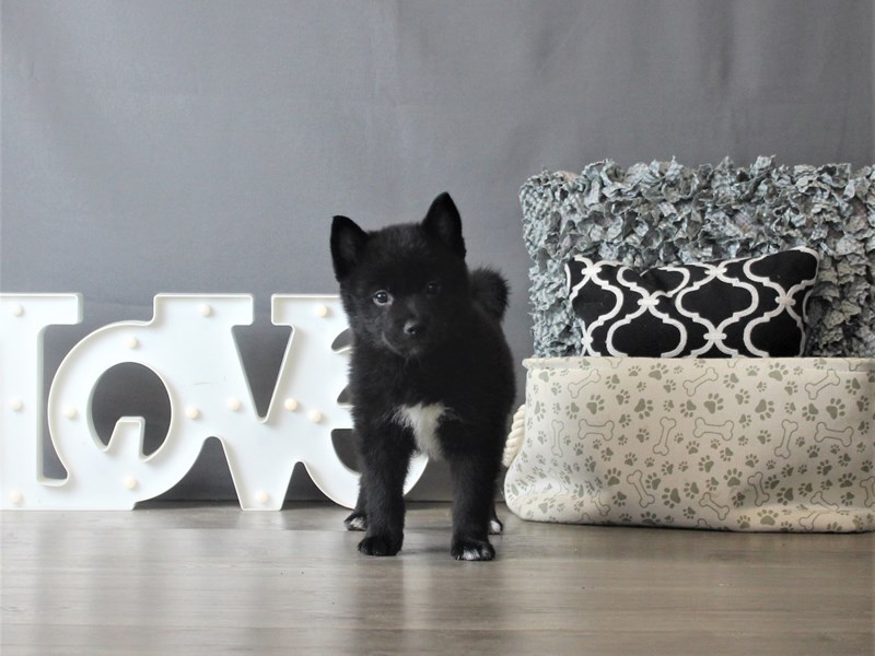 Shiba Pom