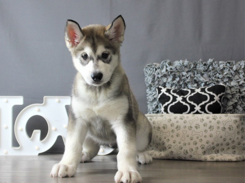 Alaskan Malamute