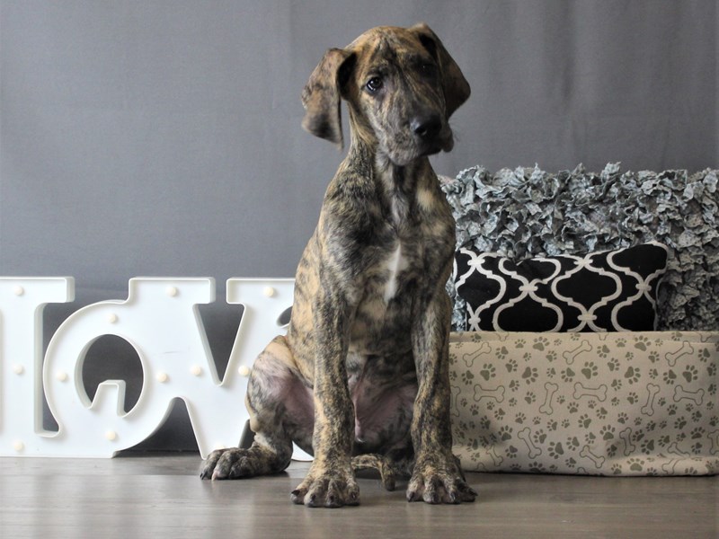 Great Dane