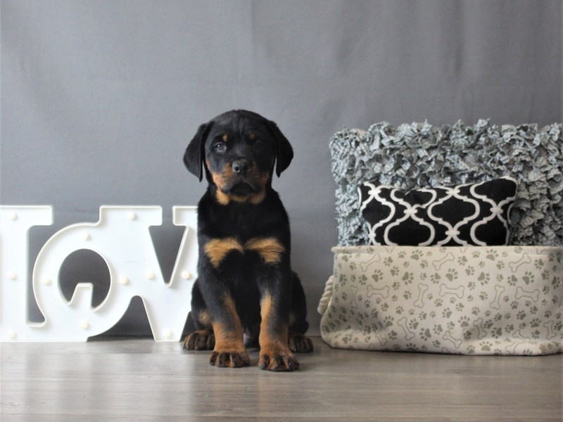 Rottweiler
