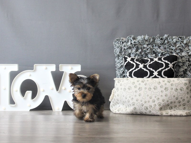 Yorkshire Terrier