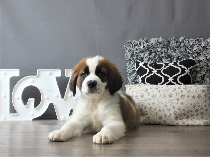 Saint Bernard