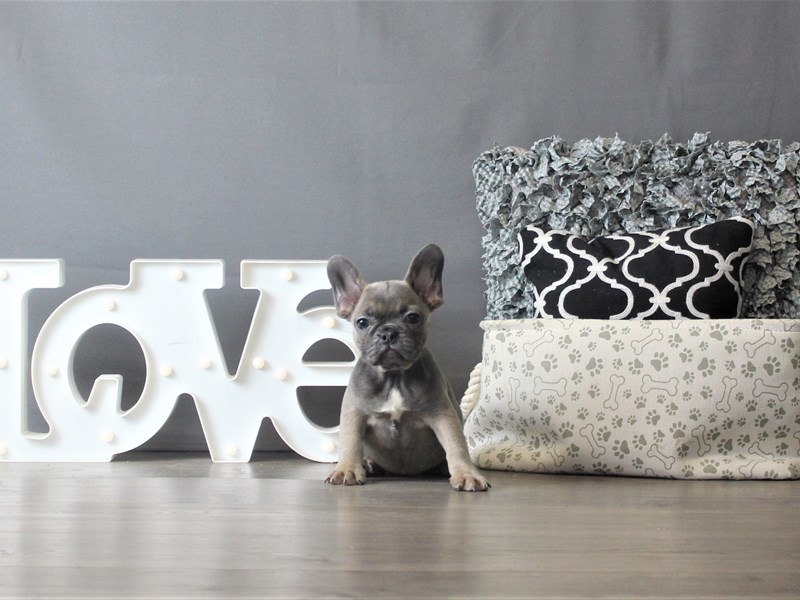 French Bulldog