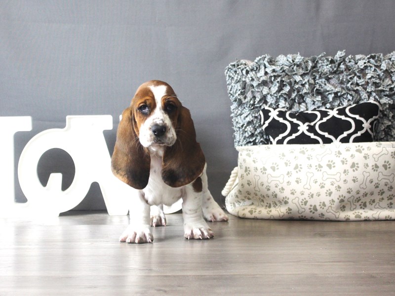 Basset Hound